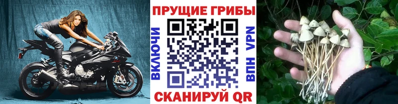Купить где  Олёкминск  Псилоцибиновые грибы Magic Shrooms 